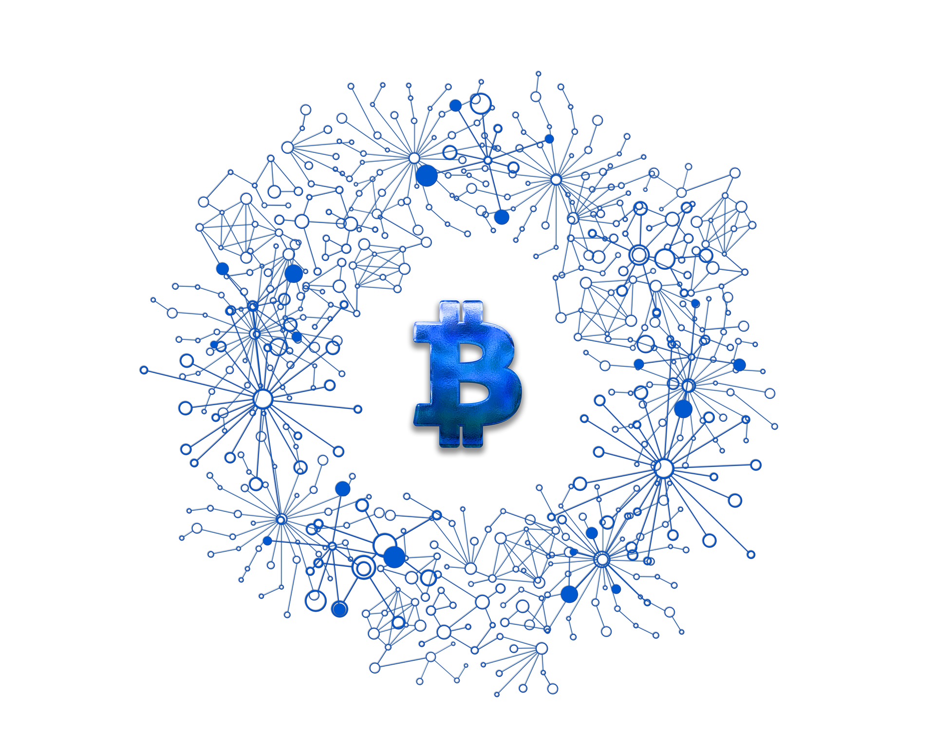 bò v