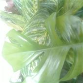 Hải 
