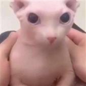 Động
