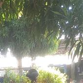 Cược