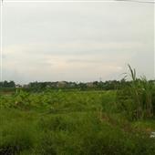 Vươn