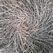 Kho 