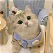 Kèo 