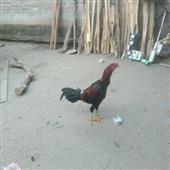 Các 