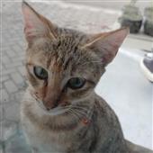 Dạ h