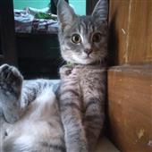 Siêu