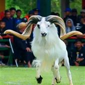 Onli