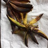 khỉ 
