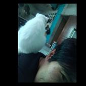 Thập