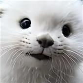 Bách