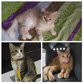 Kèo 