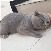 Kết 