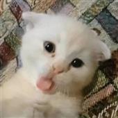 Cuộc