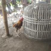 Cáo 
