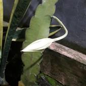 Phần