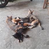 Câu 