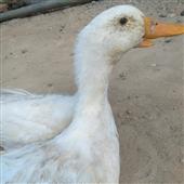 Hari
