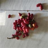 Ngườ