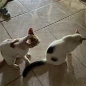 Kèo 