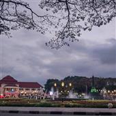 Cây 