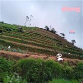Bàn 