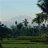 Cơn 