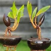 TRỰC