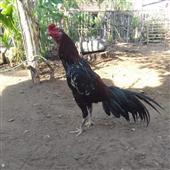 Kho 