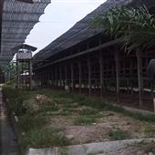 hạnh