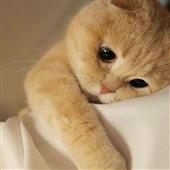 Anh 