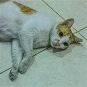 Thần