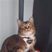 Đặt 