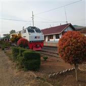 Trâu