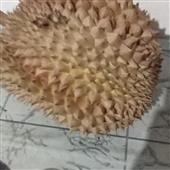 PSY