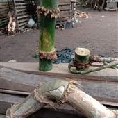 Rùa 