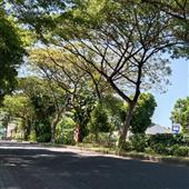 Luật