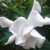 Khỉ 