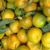 Cuộc