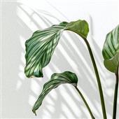 Huyề