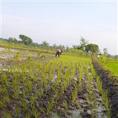 Chỉ 
