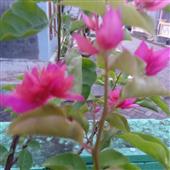 Đấu 