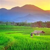 Chỉ 